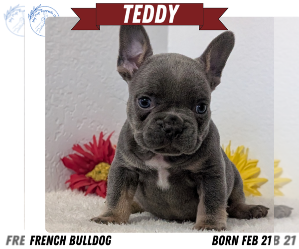 Medium Photo #47 French Bulldog Puppy For Sale in GOSHEN, IN, USA