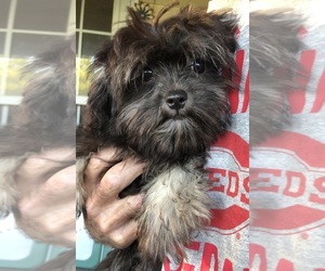 Havanese-Miniature Pinscher Mix Puppy for sale in FORT JENNINGS, OH, USA