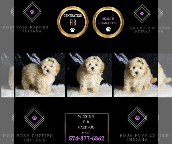 Medium Photo #6 Maltipoo Puppy For Sale in WARSAW, IN, USA