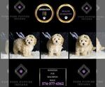 Small Photo #134 Maltipoo Puppy For Sale in WARSAW, IN, USA