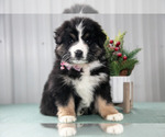 Puppy Sally Australian Shepherd