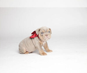 English Bulldog Puppy for Sale in SIMPSONVILLE, South Carolina USA