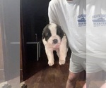 Puppy Equinox Saint Bernard