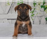 JAKE - Male Catahoula Leopard Dog-Unknown Mix Dog for Adoption - Small photo