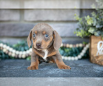 Small #1 Dachshund