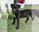 Small Photo #4 Bullboxer Pit Puppy For Sale in Gilberts, IL, USA