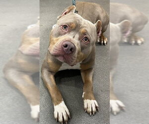Mutt Dogs for adoption in Forestville, MD, USA