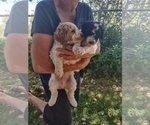 Small Photo #2 Poodle (Standard) Puppy For Sale in KIRKLAND, AZ, USA