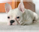 Small Photo #2 French Bulldog Puppy For Sale in Millsboro, DE, USA