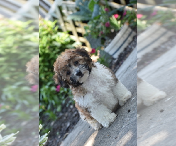 Medium Photo #2 Bichpoo Puppy For Sale in ELDORADO, OH, USA