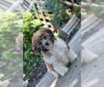 Small #1 Bichpoo