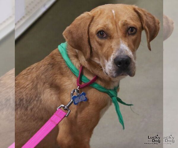 Medium Photo #6 Retriever -Unknown Mix Puppy For Sale in Washington, DC, USA