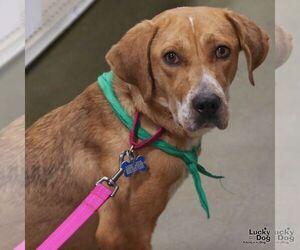 Zena - Female Retriever -Unknown Mix Dog for Adoption - Photo #5
