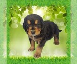 Small Photo #13 Golden Mountain Dog Puppy For Sale in BLACK FOREST, CO, USA