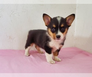 Pembroke Welsh Corgi Puppy for sale in CLARK, MO, USA