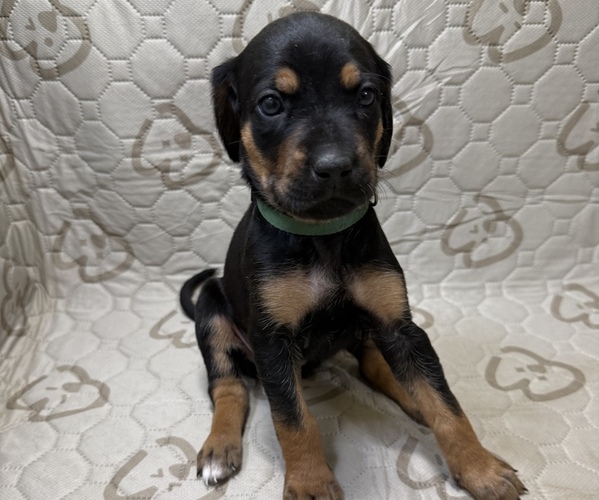 Medium Photo #5 Labrador Retriever-Rhodesian Ridgeback Mix Puppy For Sale in FRESNO, CA, USA