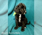 Small #12 Labradoodle-Miniature Australian Shepherd Mix
