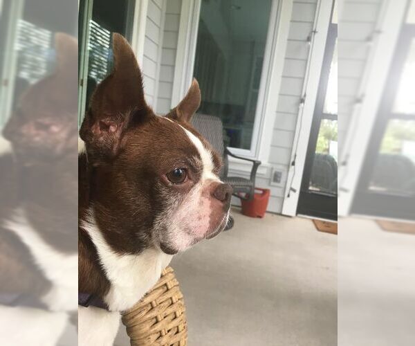 Medium Photo #3 Boston Terrier Puppy For Sale in High Point, NC, USA