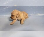 Small #1 Golden Retriever