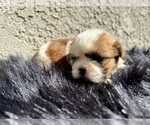 Small #6 Shih Tzu