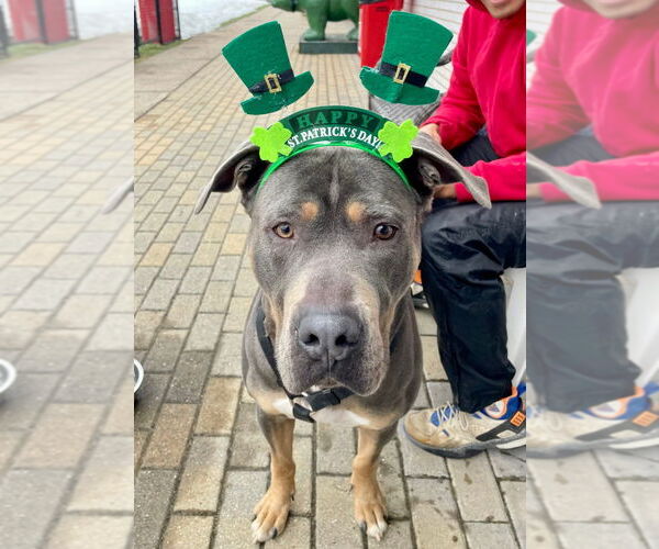 Medium Photo #6 Mutt Puppy For Sale in Canton, CT, USA