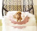 Small Photo #1 Maltipoo Puppy For Sale in FULLERTON, CA, USA