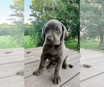 Small #4 Labrador Retriever