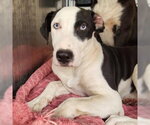 TWIX - Male American Staffordshire Terrier-Unknown Mix Dog for Adoption - Small photo