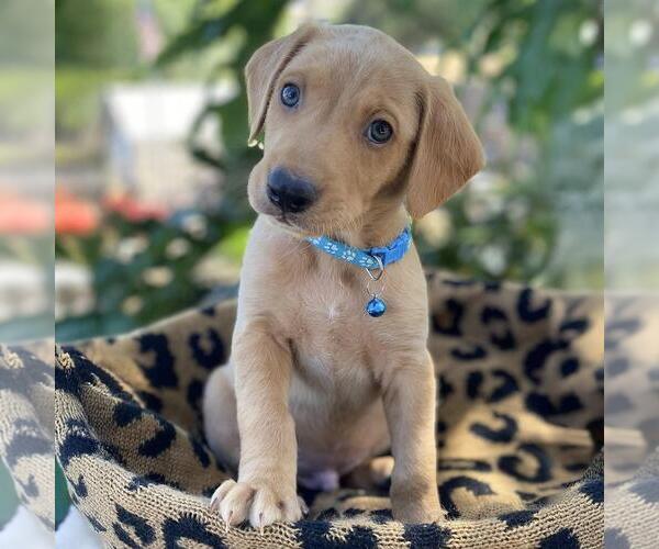 Medium Photo #4 Mutt Puppy For Sale in San Diego, CA, USA