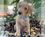 Small #3 Mutt