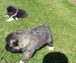 Small Photo #1 Akita Puppy For Sale in PORT ORCHARD, WA, USA