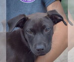 Small #5 American Staffordshire Terrier Mix