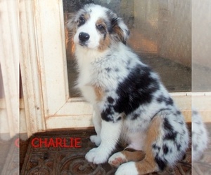 Australian Shepherd Puppy for sale in GLADE HILL, VA, USA