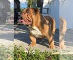 Small Photo #5 Bulldog Puppy For Sale in LEHIGH ACRES, FL, USA