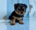 Small #2 Yorkshire Terrier