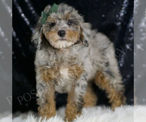 Medium Photo #81 Poodle (Toy) Puppy For Sale in WARSAW, IN, USA