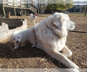 Mother of the Great Pyrenees puppies born on 11/01/2021