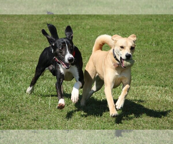 Medium Photo #1 American Eskimo Dog-Boxer Mix Puppy For Sale in Stafford, VA, USA