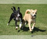 Small Photo #1 American Eskimo Dog-Boxer Mix Puppy For Sale in Stafford, VA, USA