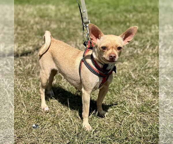 Medium Photo #2 Chihuahua-Unknown Mix Puppy For Sale in Bellevue, WA, USA