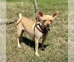 Small #1 Chihuahua Mix