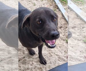 Labrador Retriever-Unknown Mix Dogs for adoption in Melrose, FL, USA