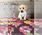 Small #1 Labrador Retriever