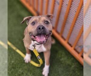 Mutt Dogs for adoption in Las Vegas, NV, USA