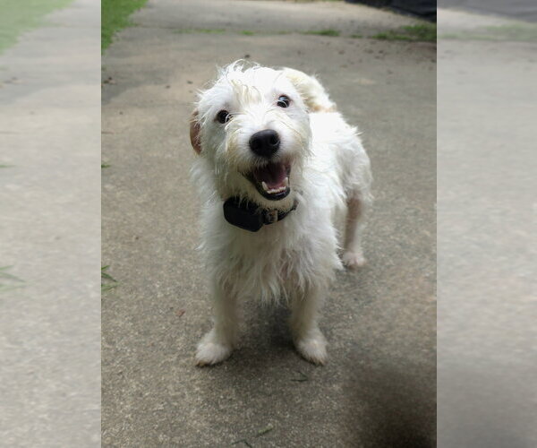 Medium Photo #5 Mutt Puppy For Sale in Raleigh, NC, USA