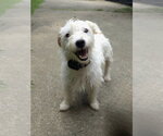 Small #4 Mutt