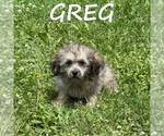 Small #1 Shih-Poo