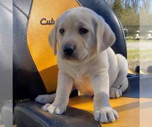 Labrador Retriever Puppy for sale in BLANCHE, NC, USA