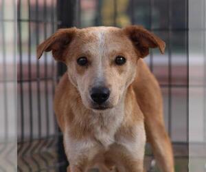 Labrador Retriever-Unknown Mix Dogs for adoption in San Antonio, TX, USA