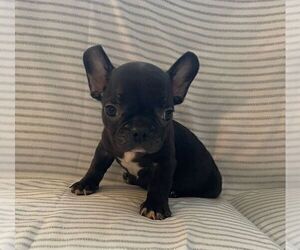 French Bulldog Puppy for sale in JOHNS ISLAND, SC, USA